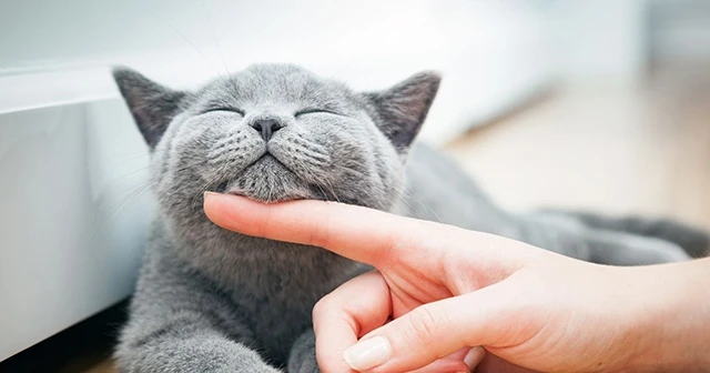 Türkiye'nin yüzde 19'u kedi sahibi