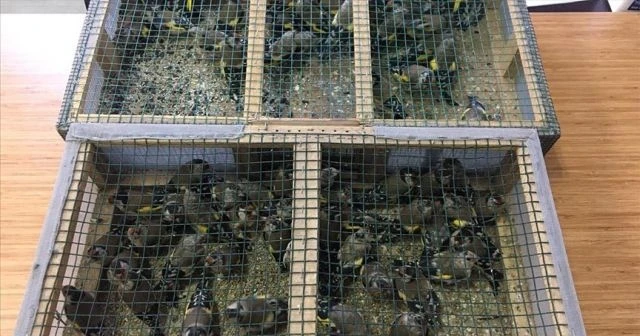 Tuzakla saka kuşu avlayan baba ve oğluna 91 bin 350 lira ceza