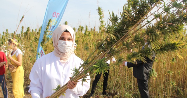 Yerli ve milli kenevir çeşit adayı ‘Narlı’da ilk hasat alındı