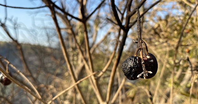 Zeytin ağaçları kül oldu