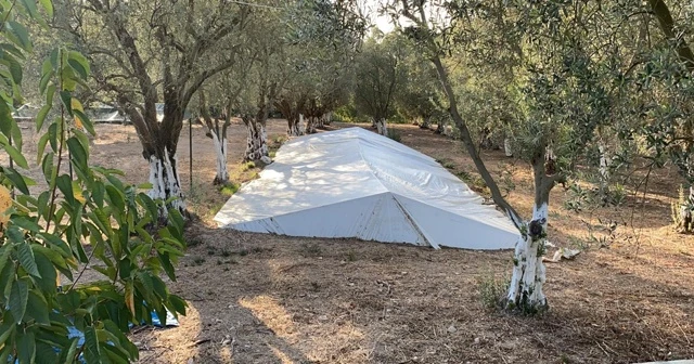 Zeytin tarlasında 'çatkı mezar' bulundu