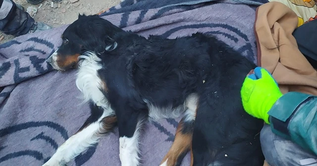65 saat sonra bir köpek sağ olarak çıkartıldı