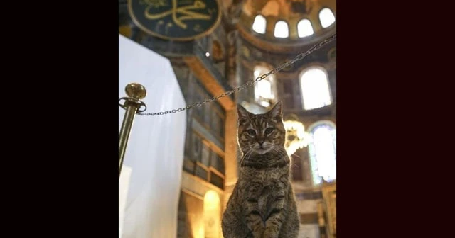 Ayasofya&#039;nın sembol kedisi Gli hayatını kaybetti