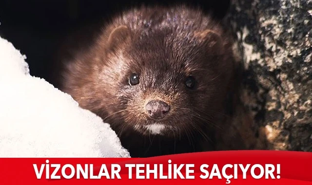 Danimarka dışında 5 ülkede daha vizonlarda Kovid-19'a rastlandı