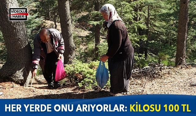 Her yerde onu arıyorlar: Kilosu 100 TL