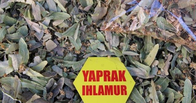 Ihlamur fiyatları altınla yarışıyor, vatandaş gramla alıyor