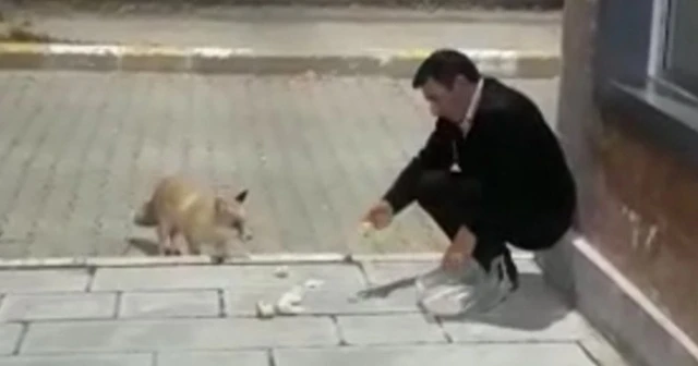 Karslı güvenlikçiler tilkiyi eliyle besliyor