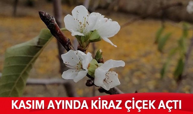 Kasım ayında kiraz çiçek açtı