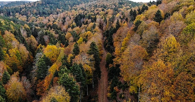 Kazdağları&#039;nın gizli güzelliği kayın ve göknar ormanları