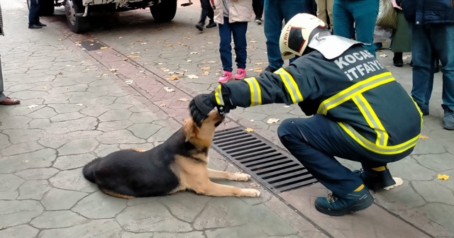 Merak konusu olan sokak köpeği itfaiyeyi harekete geçirdi