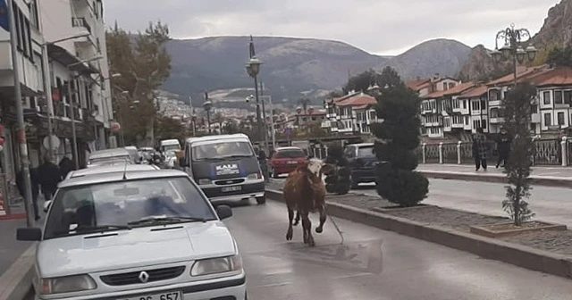 Sahibinden kaçan boğa trafiği birbirine kattı