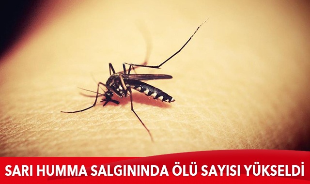 Sarı humma salgınında ölü sayısı yükseldi