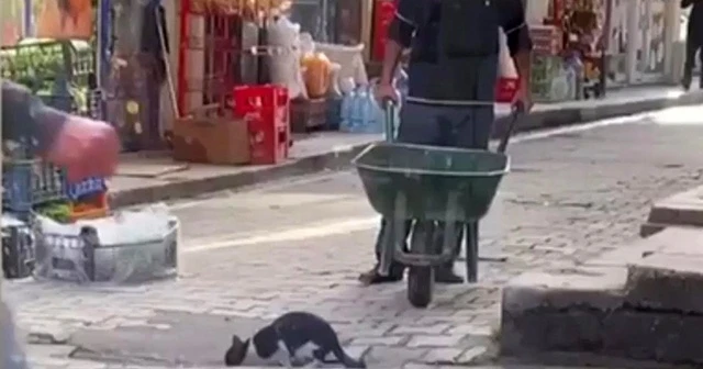 Su içen kediye şefkat