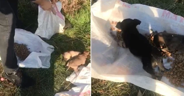 12 köpeği canlı canlı çuvala koyup ölüme terk ettiler