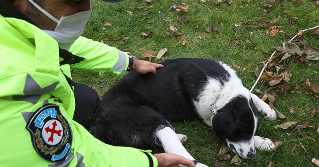 Ayağından vurulan köpeği polis sahiplendi