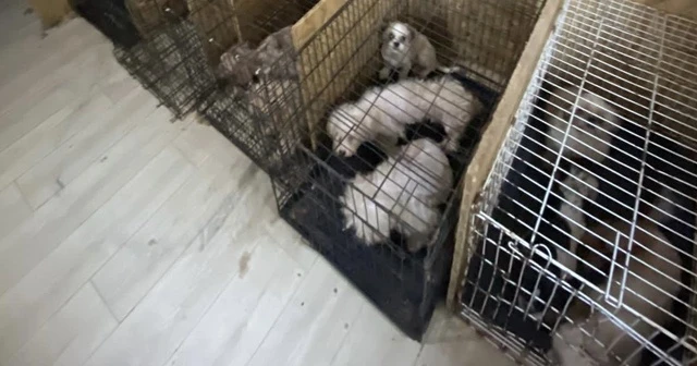 Başkent’te binanın bodrum katında 68 köpek bulundu