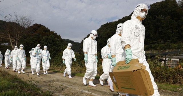 Dalga dalga yayılıyor: Japonya’da yeniden &#039;kuş gribi&#039; alarmı