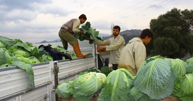 Geçen yıl para etmeyen lahanaya bu yıl değer biçilemiyor