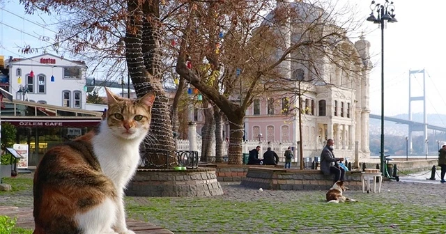 Hava sıcaklıkları mevsim normallerinin üzerinde olacak