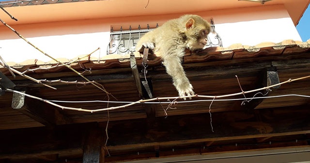 İzmir&#039;de başı boş gezen maymun görenleri şaşırttı