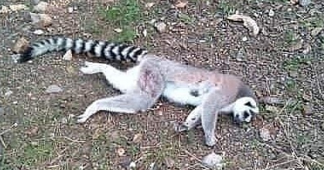 İzmir’de ormanlık alanda ölü lemur bulundu