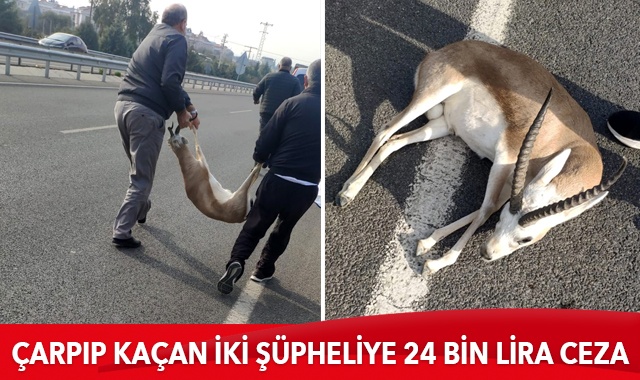 İzmir&#039;de otomobilin çarptığı yaralı ceylanla kayıplara karışan iki şüpheliye, 24 bin lira ceza kesildi