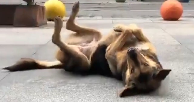 Kadıköy’de müziğe ritim tutan sokak köpeği renkli görüntüler oluşturdu