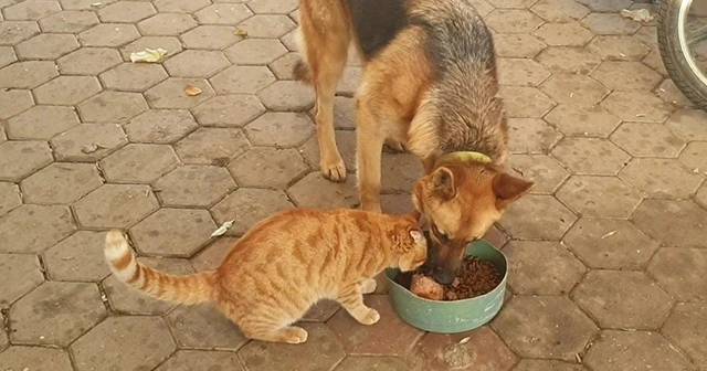 Kedi ile köpeğin şaşırtan dostluğu