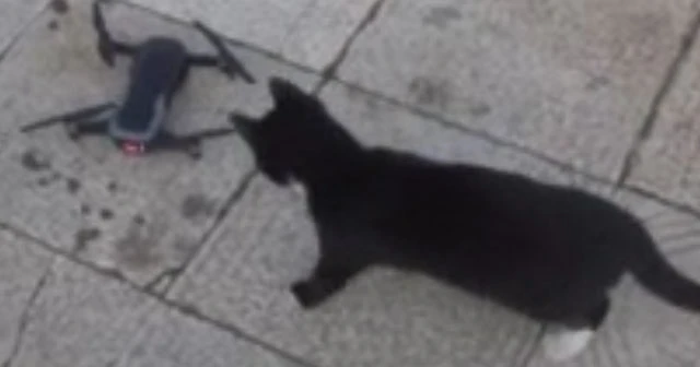 Kedilerin drone ile imtihanı