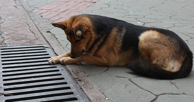 Mazgal köpek caddenin demirbaşı oldu