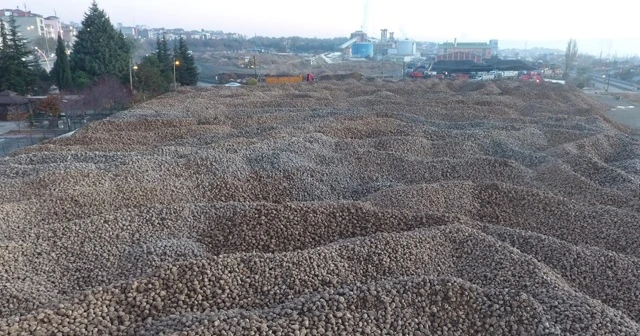 Pancar dağları ‘şeker’ olmayı bekliyor