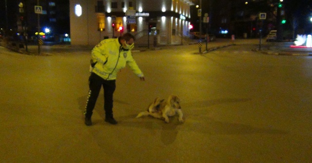 Polis memuruyla köpeğin gülümseten görüntüleri