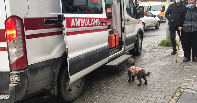 Sahibi börekçide bıçaklanan köpek, ambulansın başında böyle bekledi