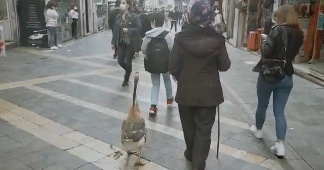 Trabzon’un en işlek sokağında "kaz" gezdirdi