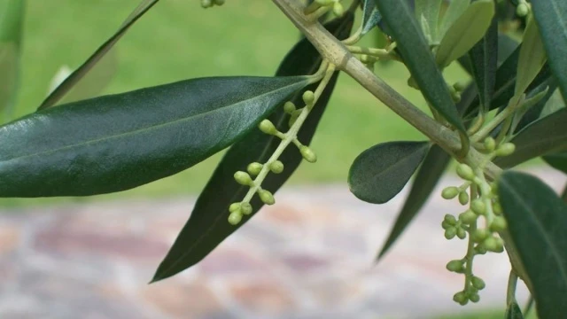 Zeytin Yaprağı Çayı Tansiyonu Yükseltir mi? Tüm Yönleriyle Zeytin Yaprağı Çayı