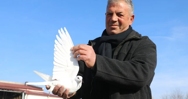 Bu kuşlara fiyat biçilemiyor, tescil için gün sayıyorlar