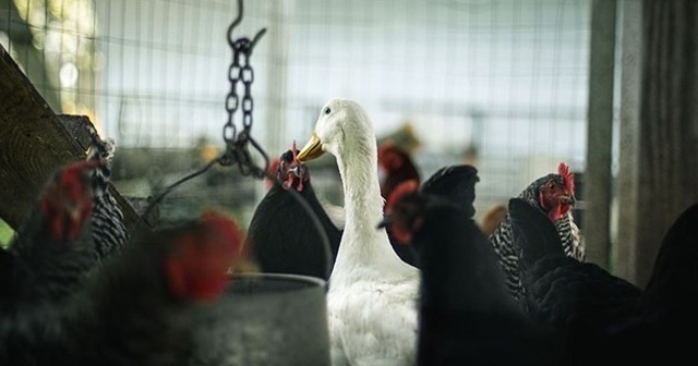 Danimarka&#039;da kuş gribi paniği: 9 bin hayvan itlaf edilecek
