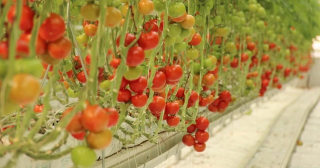 İhracatlık domates üreticinin yüzünü güldürdü