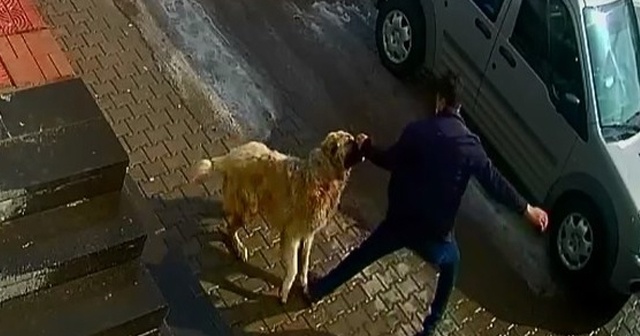 Kendisine saldıran köpeği yumruklayarak kurtuldu