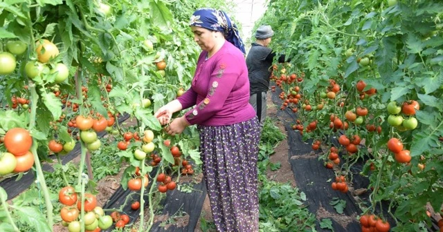 Tarla ile market arasındaki fiyat farkı üreticiyi çileden çıkardı