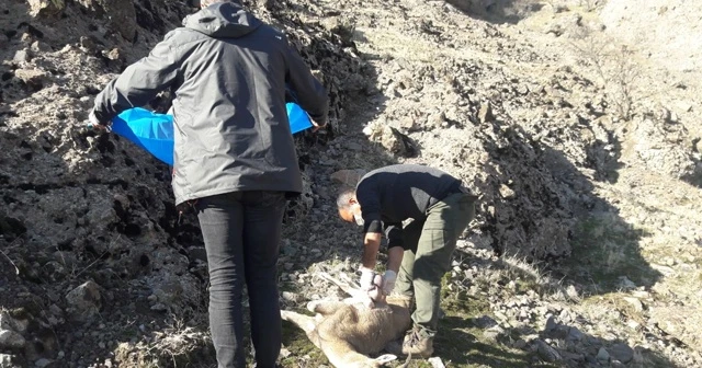 Tunceli’de 8 yaban keçisi telef oldu