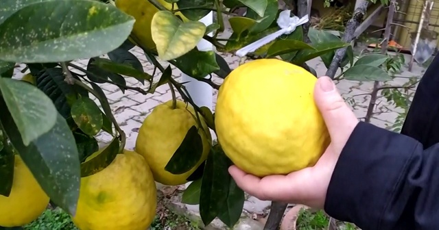 Yılın 12 ayı meyve veren ağaçta, kiloluk limonlar yetişiyor