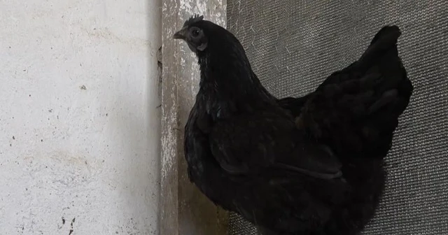 "Beyaz et" sözünü ortadan kaldıran tavukların fiyatı dudak uçuklatıyor