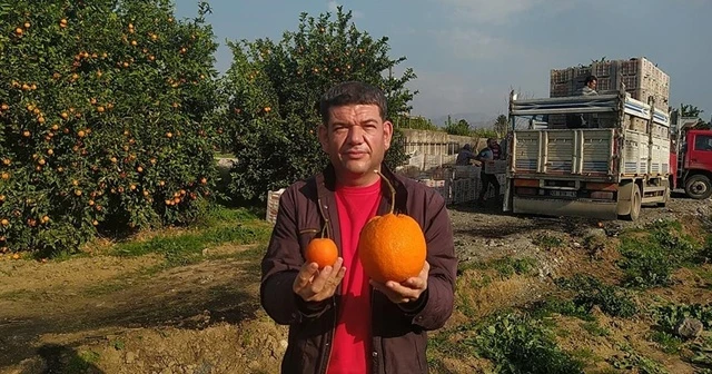 1 kilo 260 gramlık portakal görenleri şaşırttı
