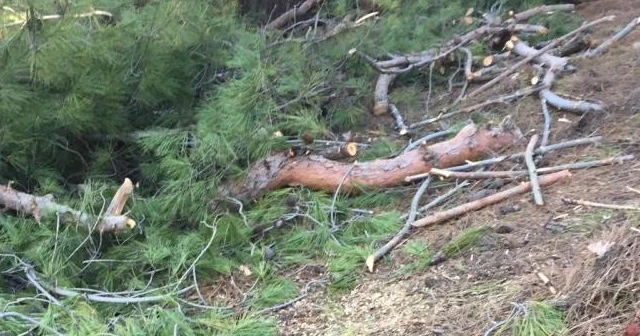 50 çam ağacı kesilmiş halde bulundu