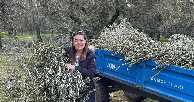 Burcu Kara babasının tarlasında zeytin dalı topladı