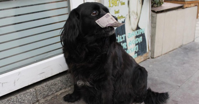 Çevreci köpek &quot;Zeytin&quot; alışverişini kendisi yapıyor