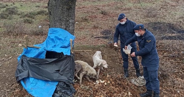 Donmak üzere olan köpeklerin imdadına jandarma yetişti