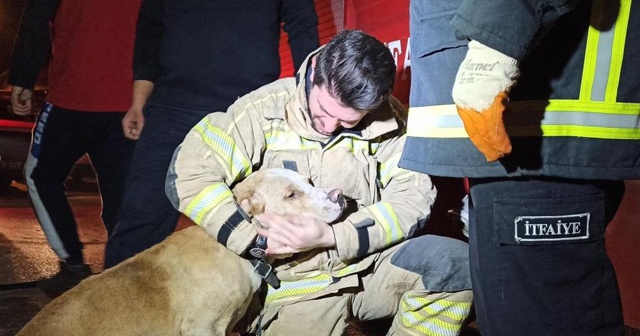 Dumandan zehirlenen köpek, kalp masajıyla hayata döndürüldü