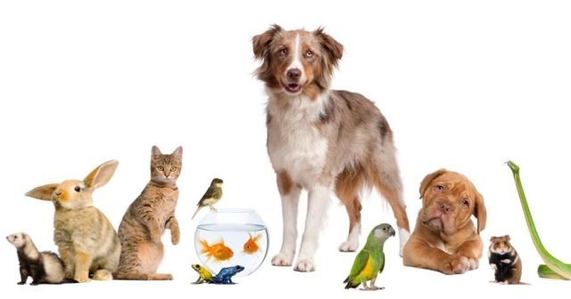 Evcil Hayvan (Kedi - Köpek) Bakımı İçin İhtiyaç Duyulan En Uygun Fiyatlı Ürünler